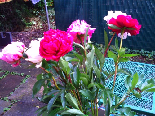 pivoine 17juin 2010 001.jpg