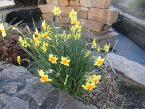 fleur 8 avril 2025.JPG