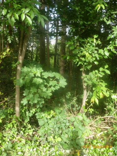 P1260575.JPG