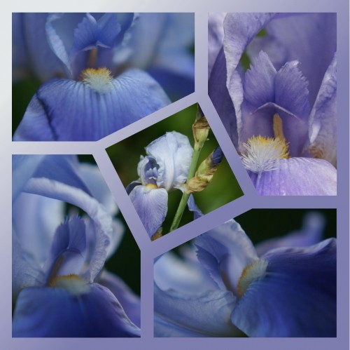 IRIS lilou.jpg