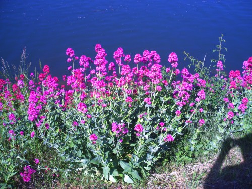 fleurs st clair 23 mai 2010.jpg