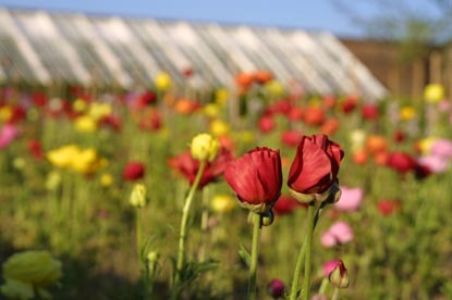 gardens-cornwall-diapo1.jpg