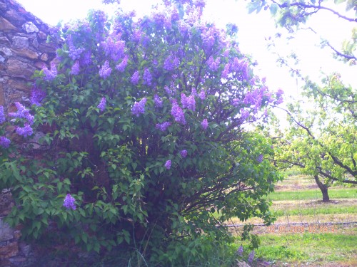 lilas arras 1 er mai 2009 001.jpg