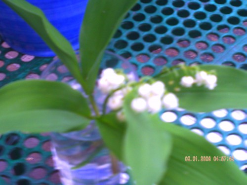 muguet 3 mai 2009 004.jpg