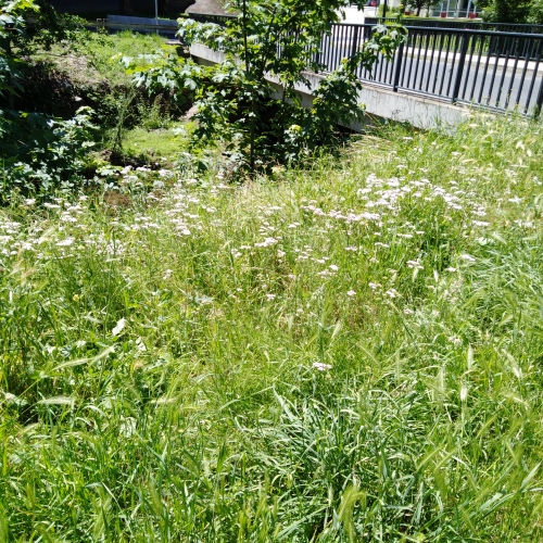 IMG_20190618_125112.jpg