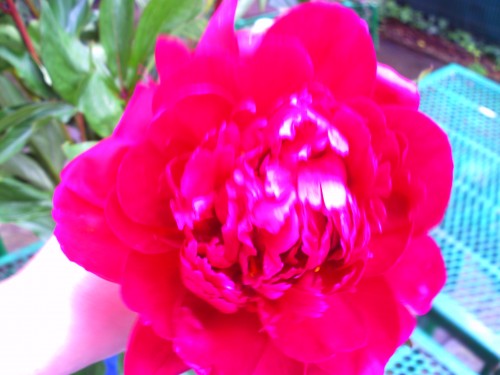 pivoine 17juin 2010 005.jpg