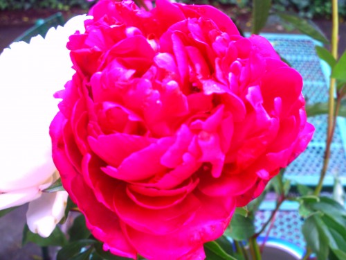 pivoine 17juin 2010 002.jpg