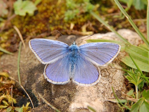 papillon.jpg