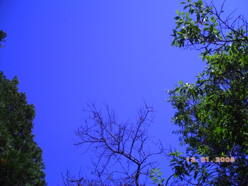 NATURE 19 mai 2009 017.jpg