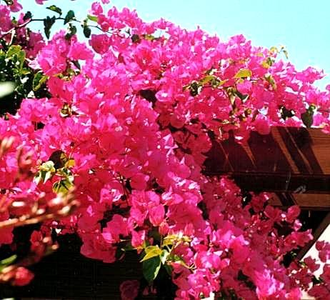 bougainvillées.jpg