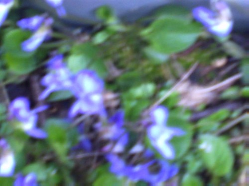 JARDIN PRINTEMPS 2009 015.jpg