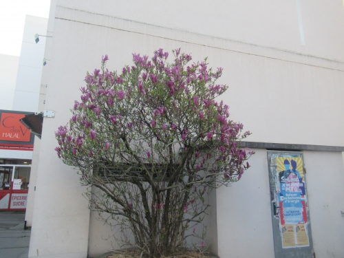 arbre 8 avril 2025.JPG