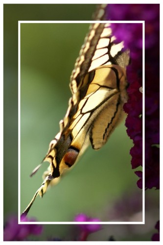 20090723_35- Ailes de papillon.jpg