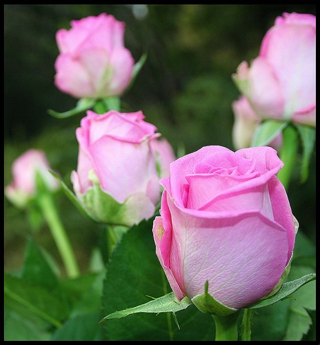 roses.jpg