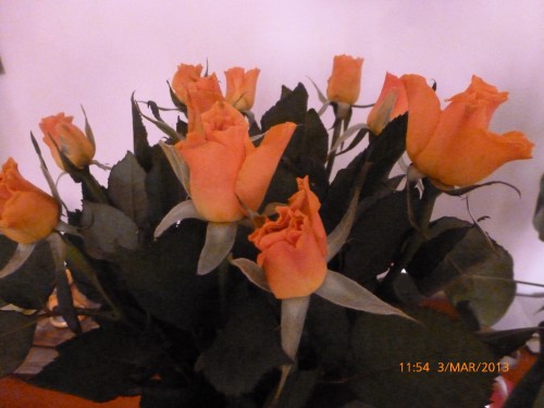 roses 3 mars 2013 002.jpg