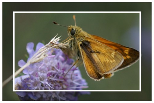 20090717_21papillon de nuit.JPG