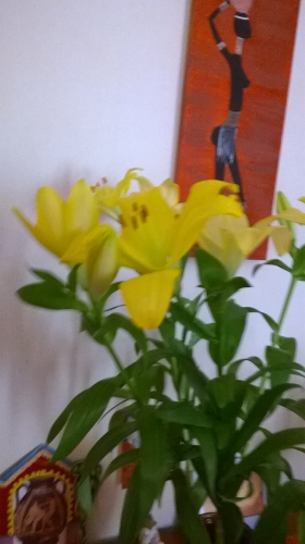 WP_20150605_002.jpg