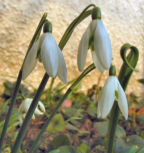 perce-neige.jpg