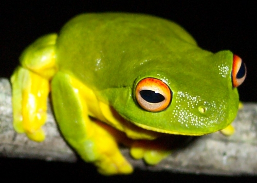 Litoria_chloris.jpg