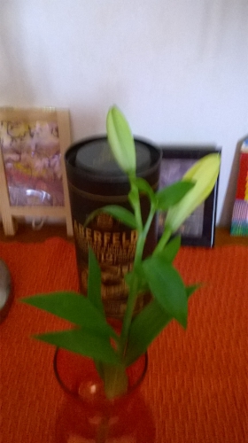 WP_20150605_004.jpg