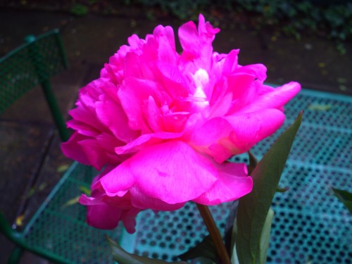 pivoine 17juin 2010 007.jpg