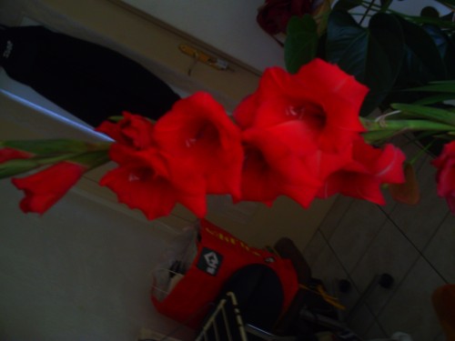 15 août 2010 002.jpg